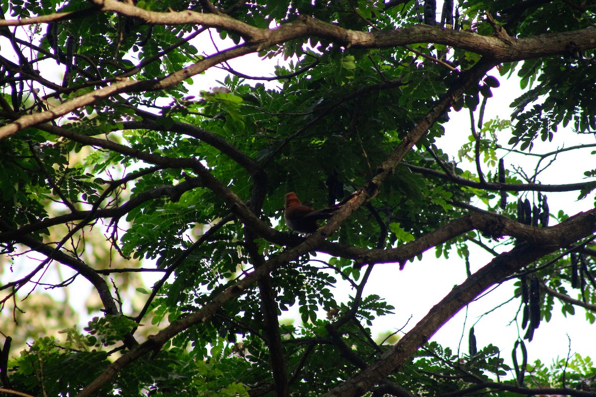 Squirrel Cuckoo - ML618368775