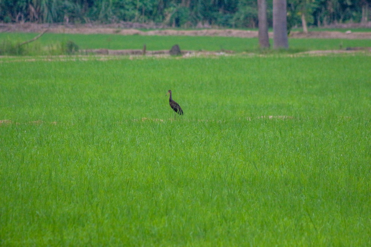 Limpkin - ML618368786