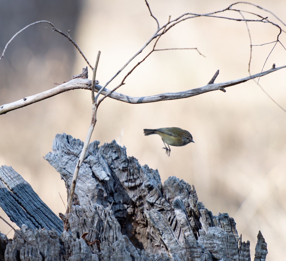 Striated Thornbill - Tania Splawa-Neyman