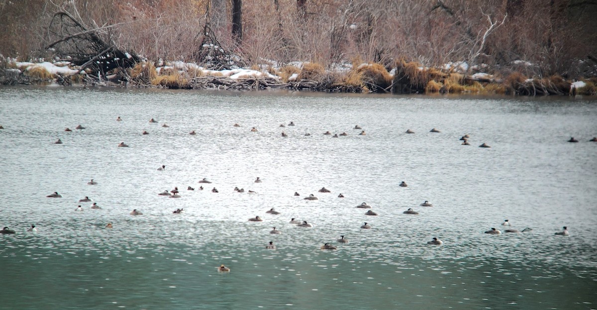 Western Grebe - ML618368804