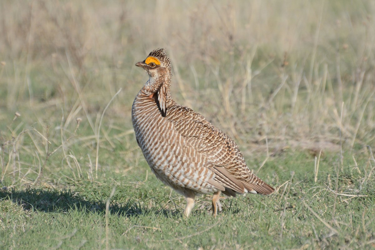 Lesser Prairie-Chicken - Janet Rathjen