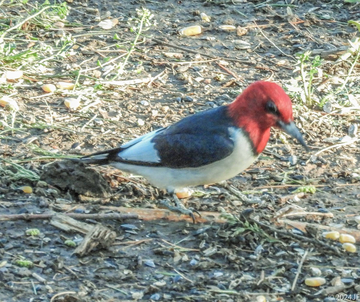 Pic à tête rouge - ML618368816