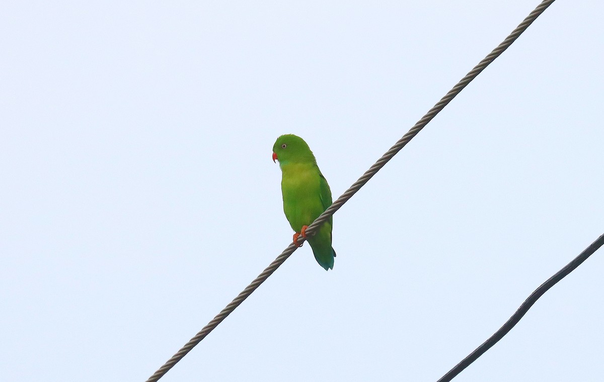 Vernal Hanging-Parrot - ML618368818