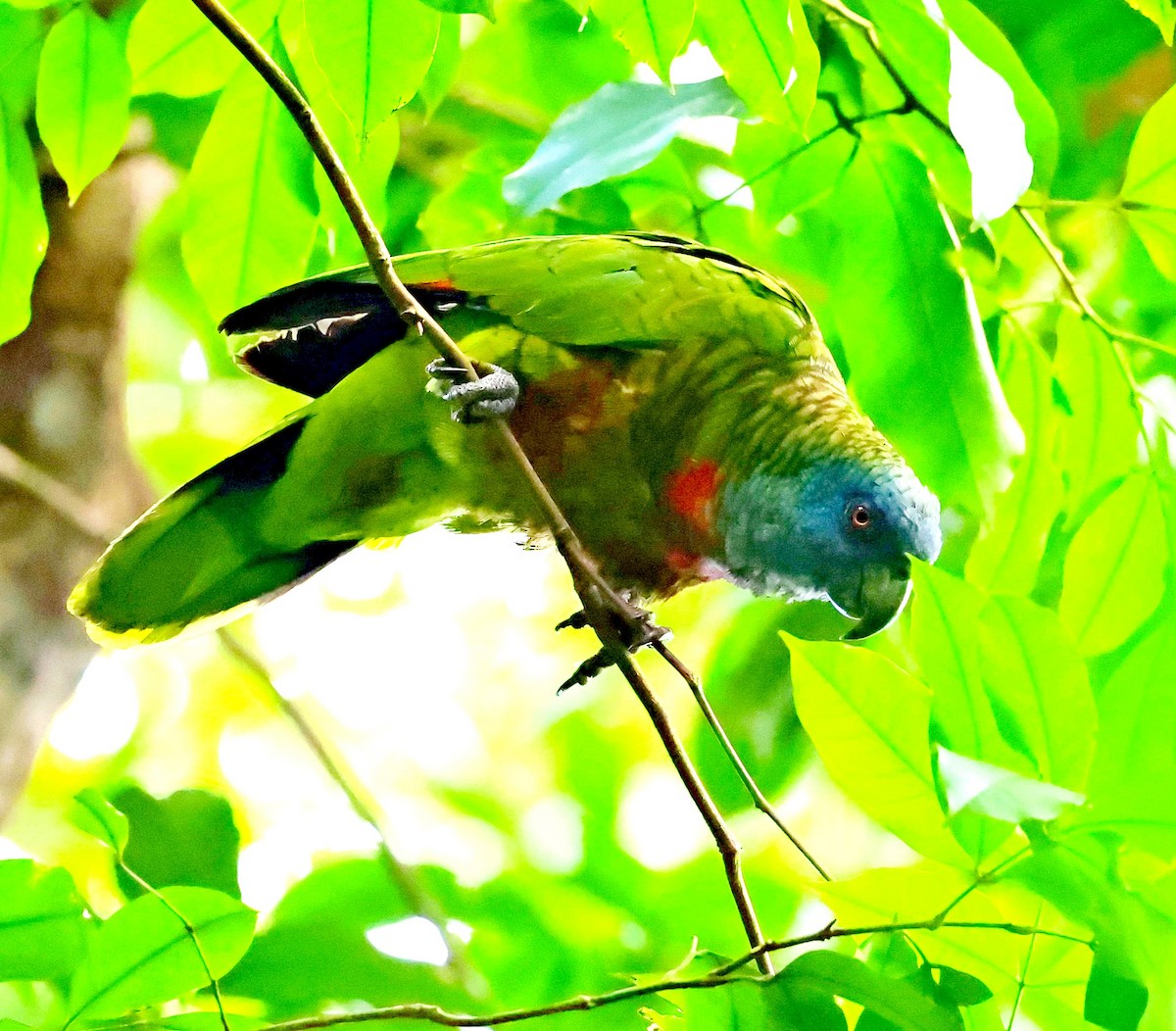 St. Lucia Parrot - Maciej  Kotlarski