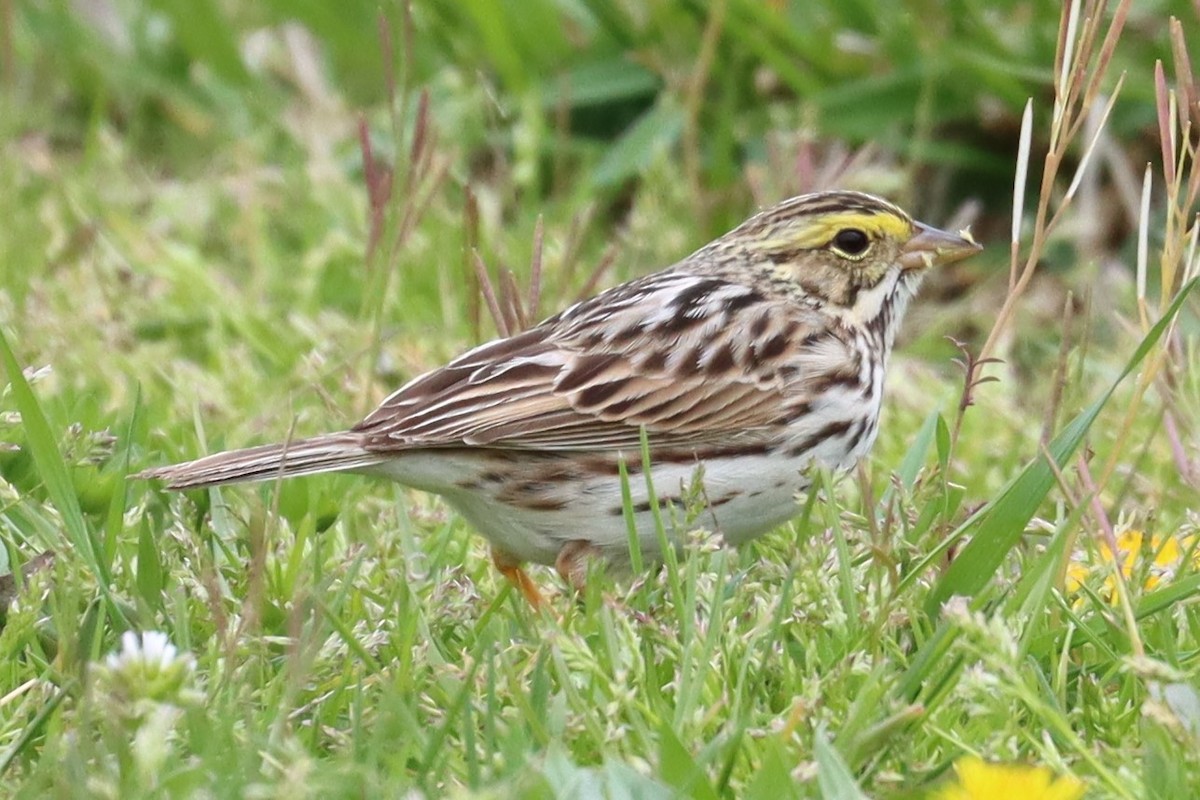 Savannah Sparrow - ML618368999