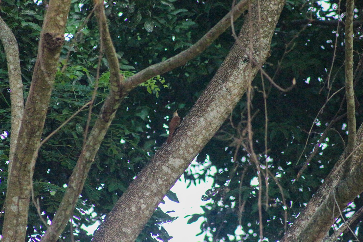 Straight-billed Woodcreeper - Jose Alides Gómez Peñuela