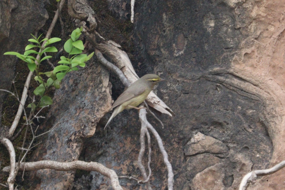 Sulphur-bellied Warbler - ML618369057