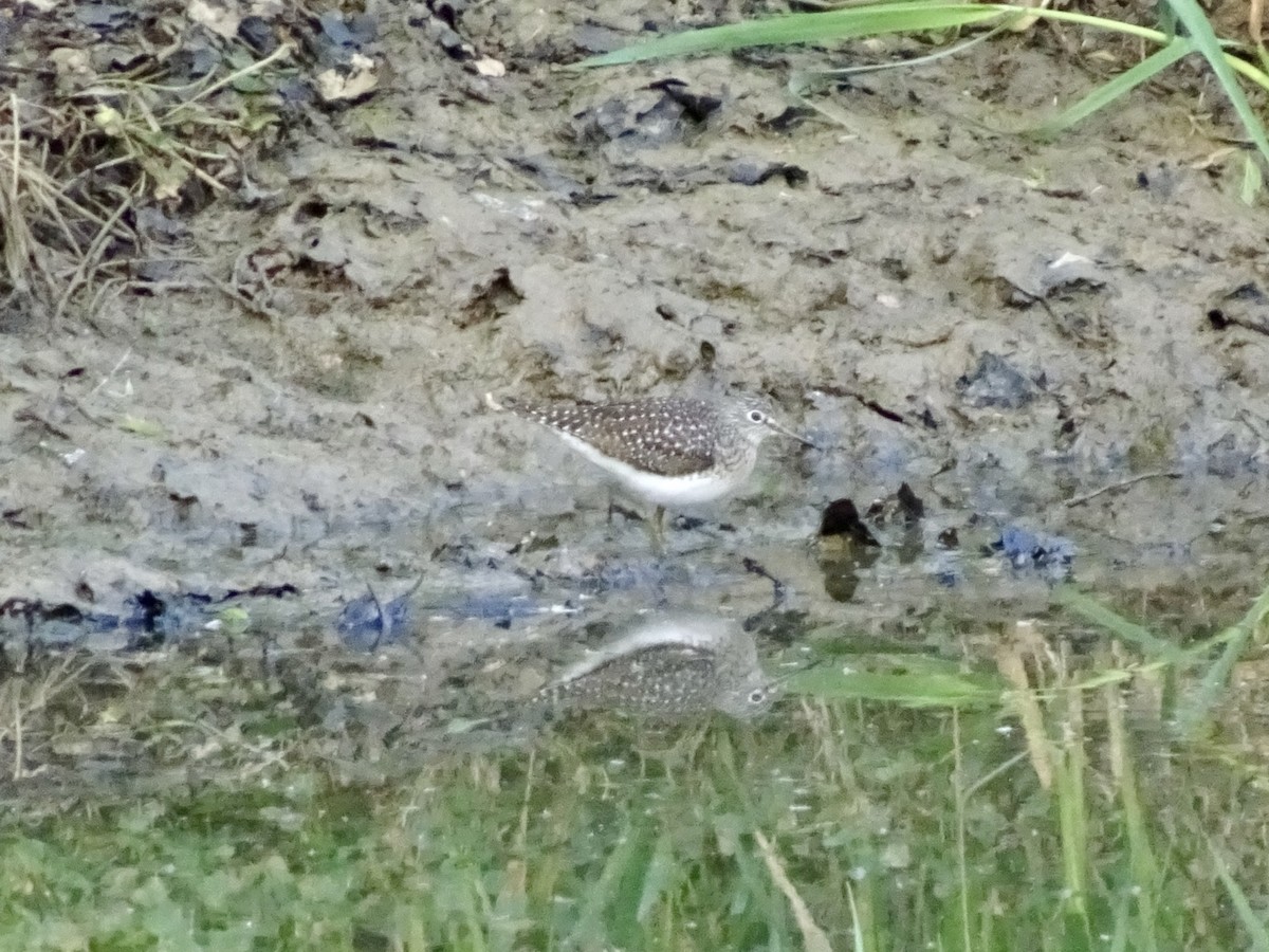 Solitary Sandpiper - ML618369066