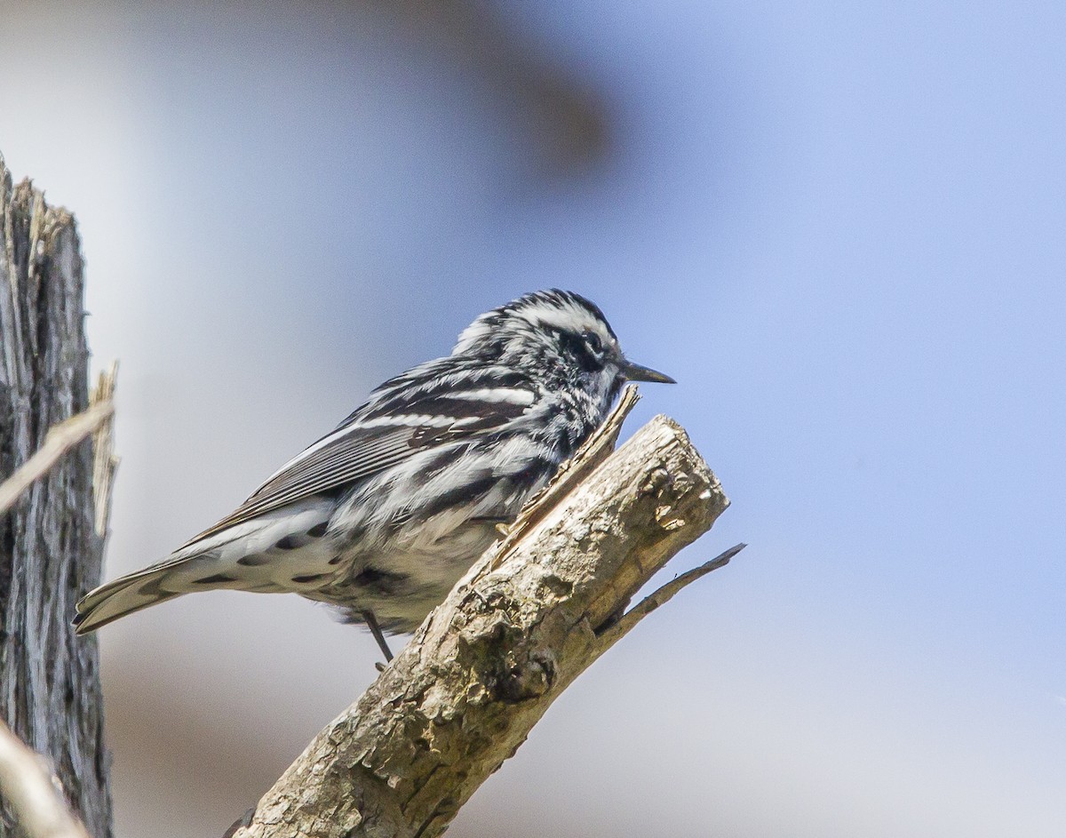 Black-and-white Warbler - ML618369082