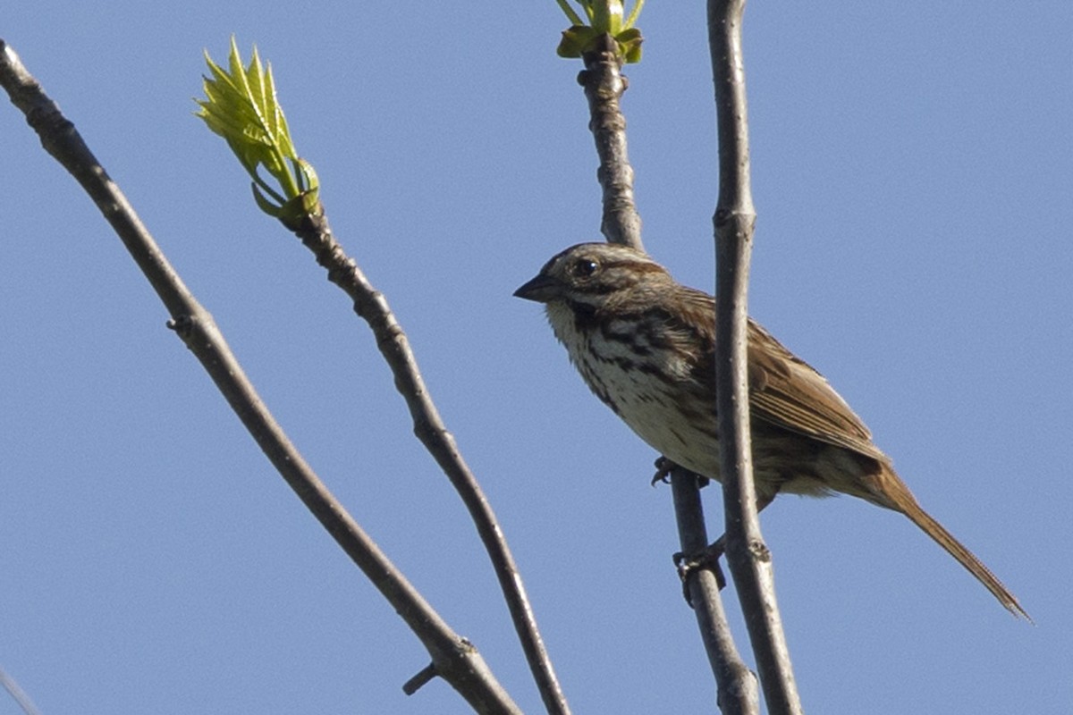 Song Sparrow - Michael Bowen