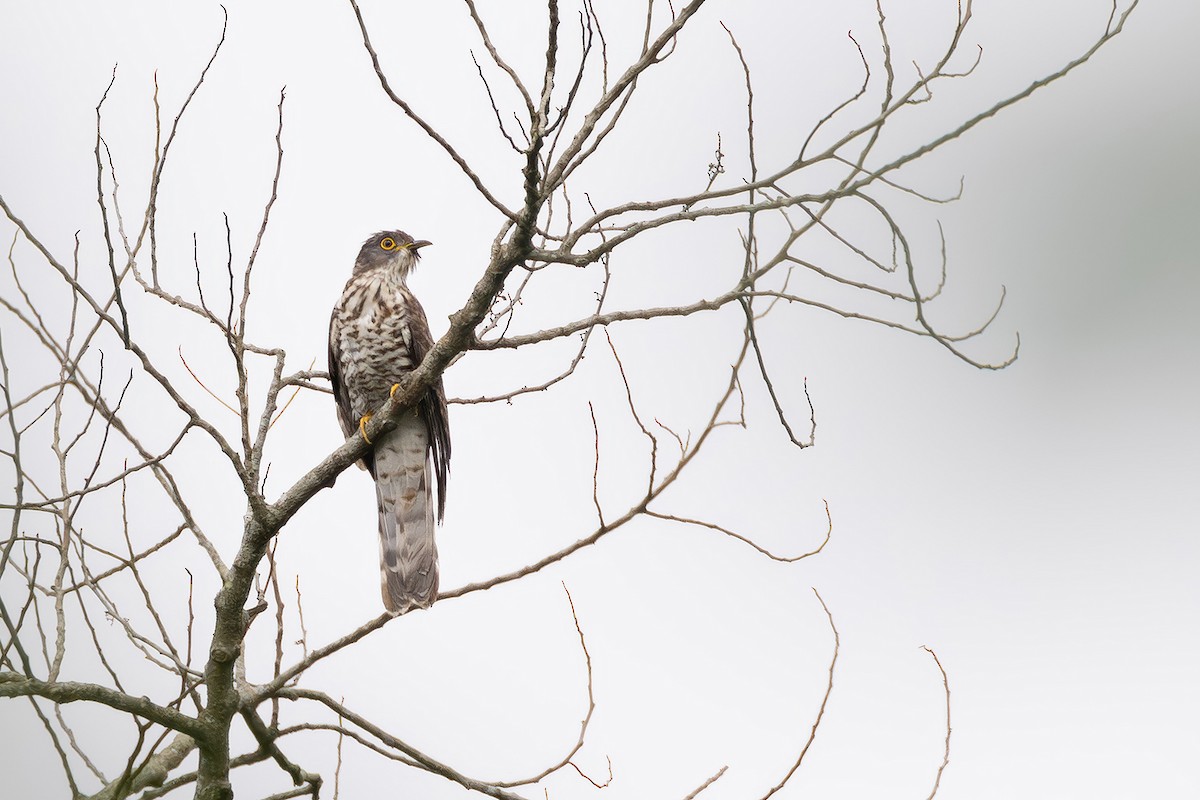 Large Hawk-Cuckoo - ML618369092