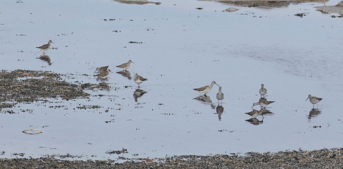 Lesser Yellowlegs - Luce Pelletier