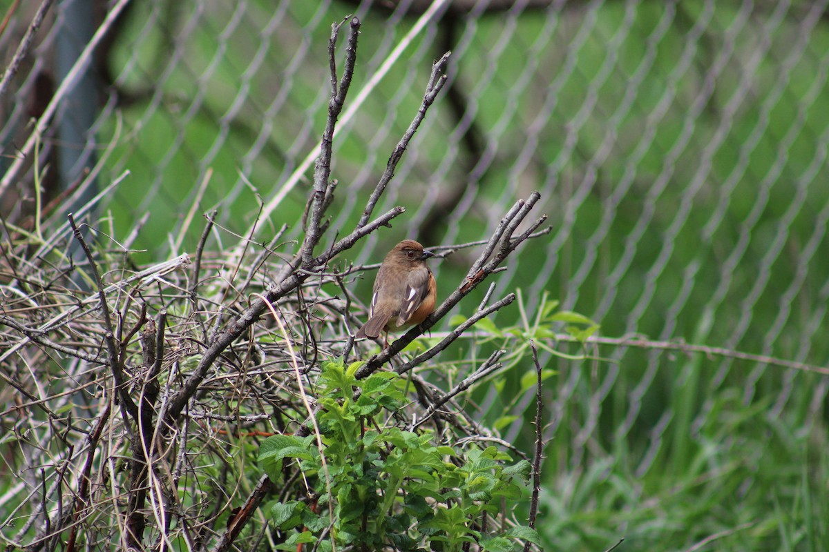 Eastern Towhee - ML618369096