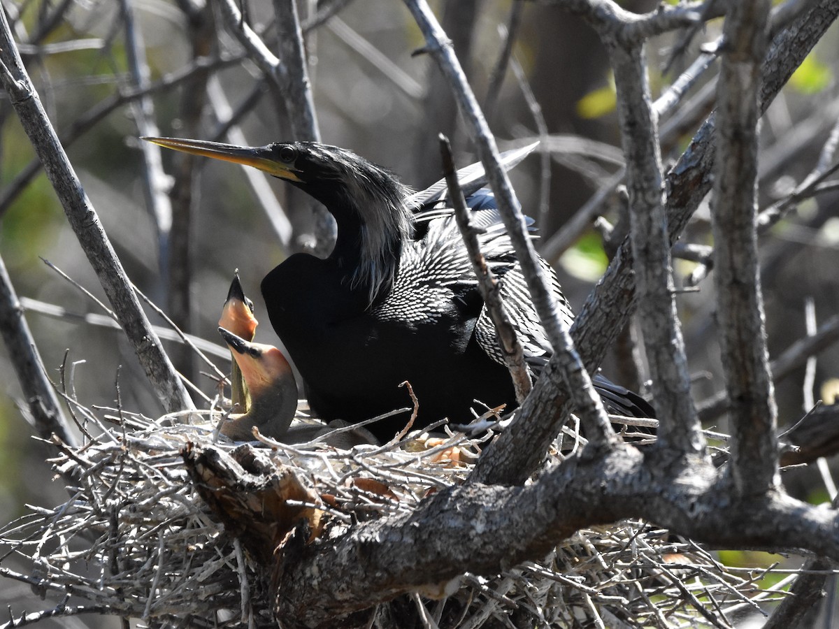 Anhinga - Brian Vigorito