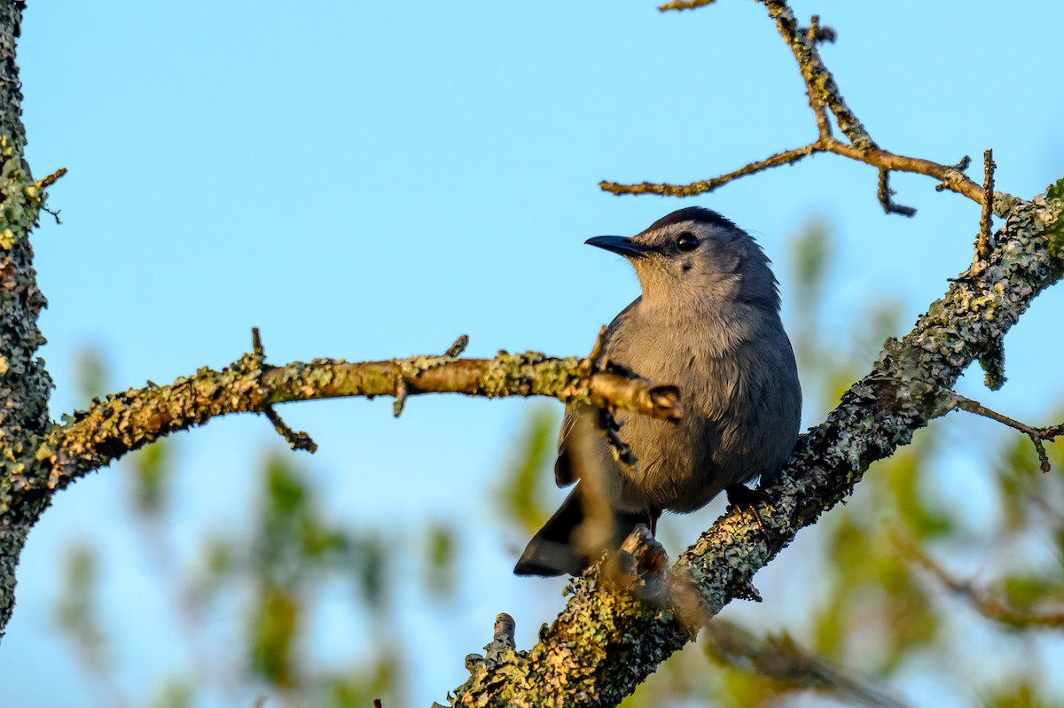 Gray Catbird - Artur Przybylo