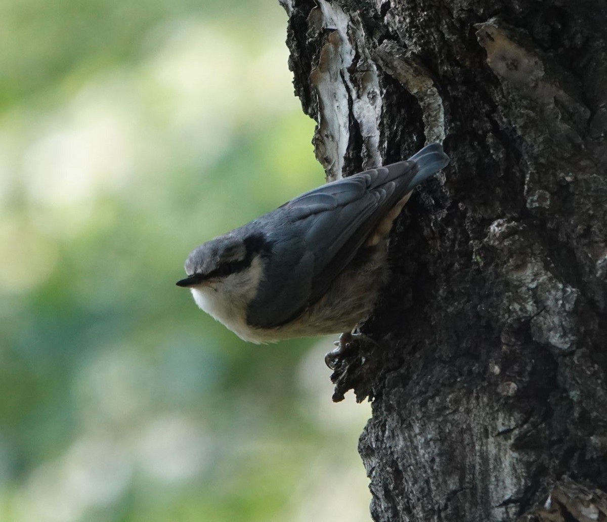 Eurasian Nuthatch - Zhongyu Wang