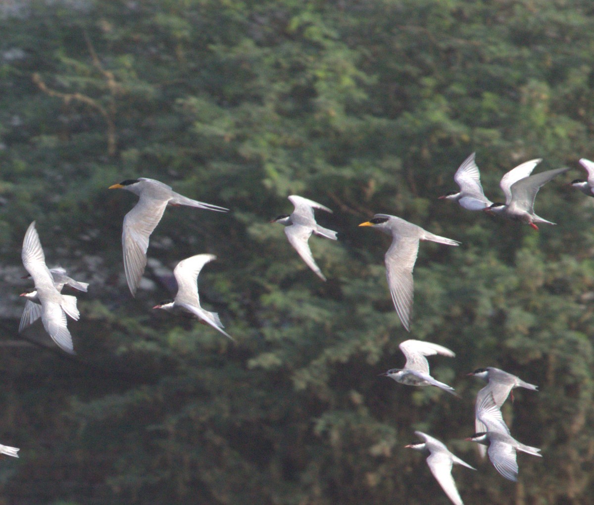 River Tern - PARTH PARIKH