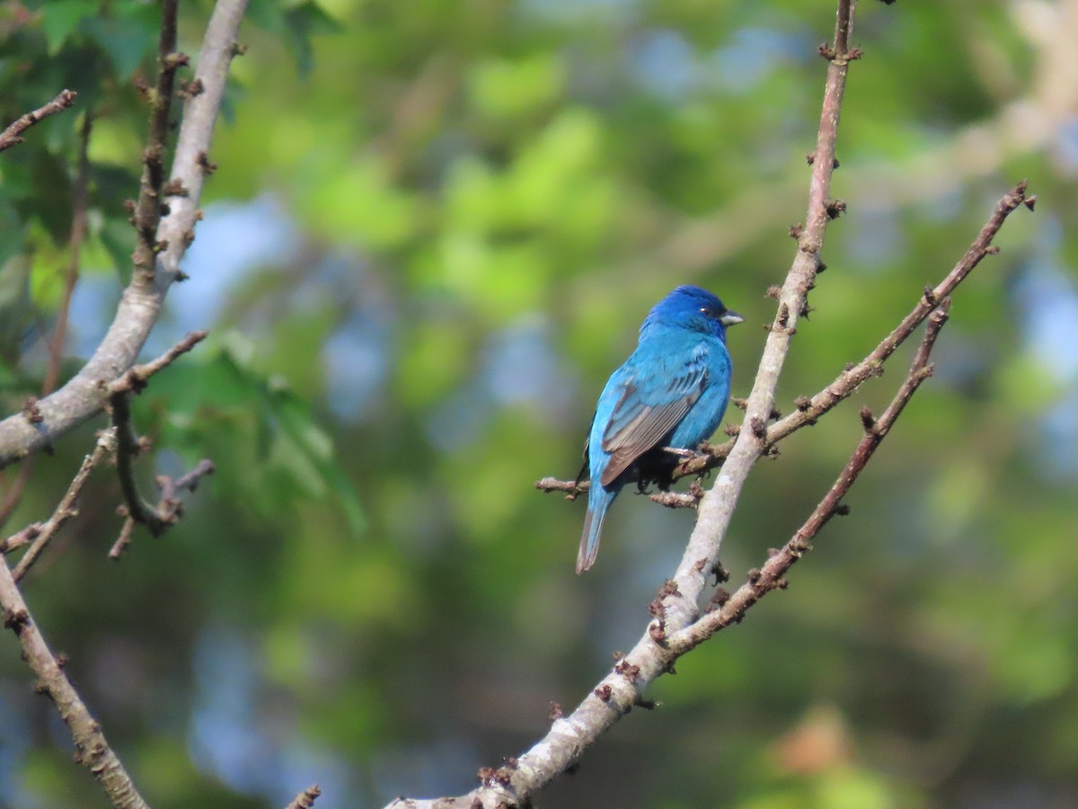 Indigo Bunting - Michael  Moss