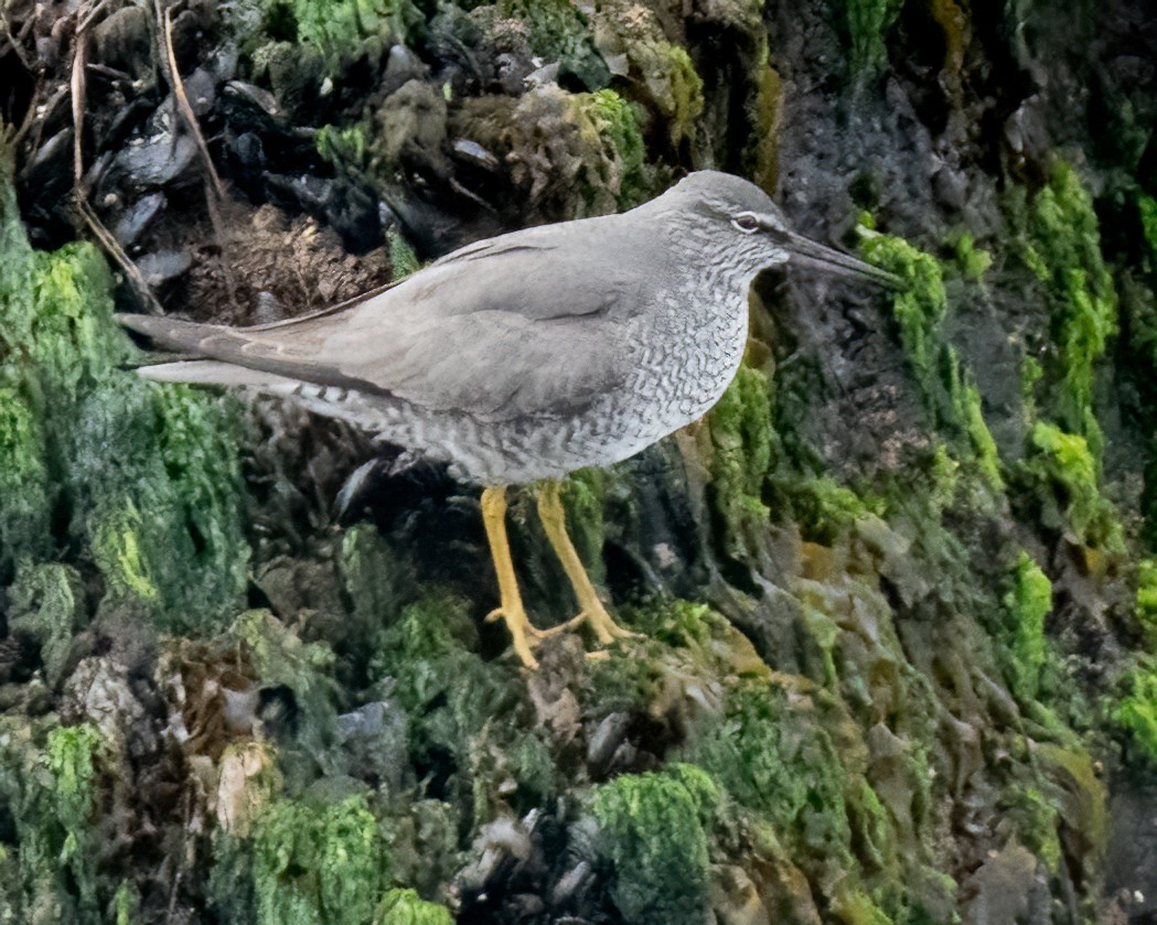 Wandering Tattler - Sue Cook