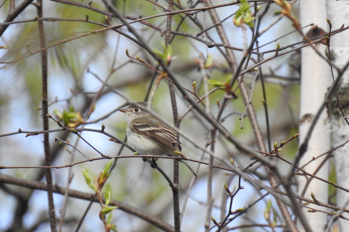 Least Flycatcher - ML618369186