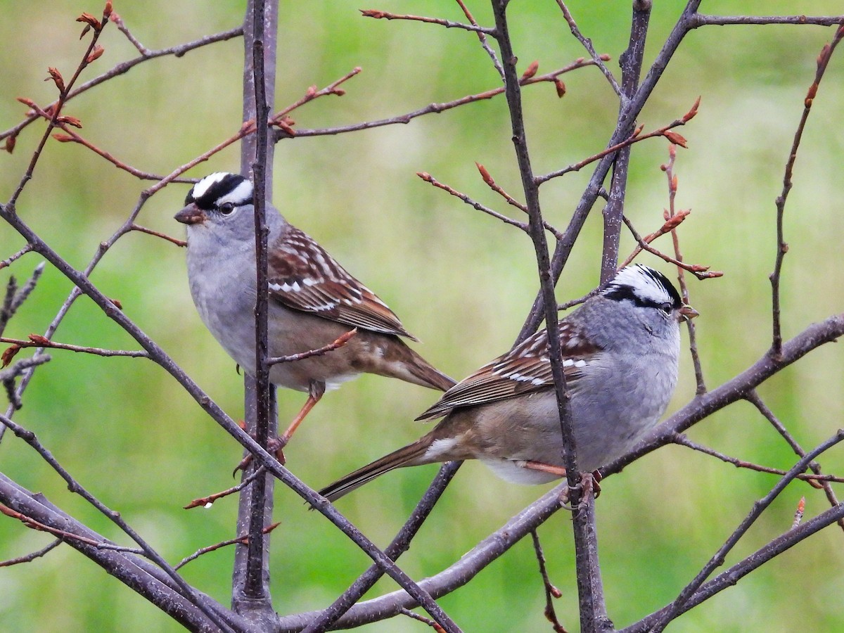 White-crowned Sparrow - ML618369195