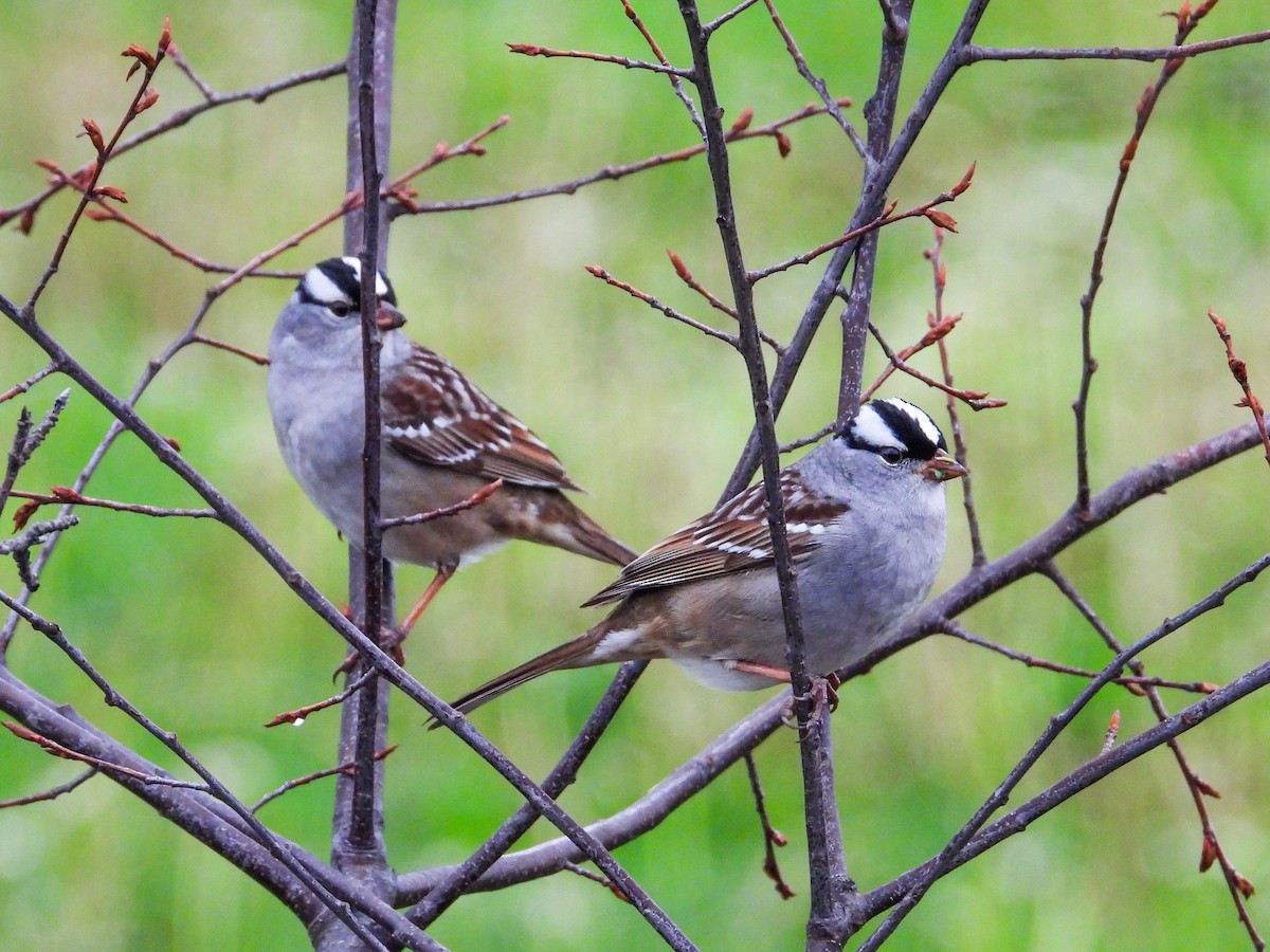 White-crowned Sparrow - ML618369196
