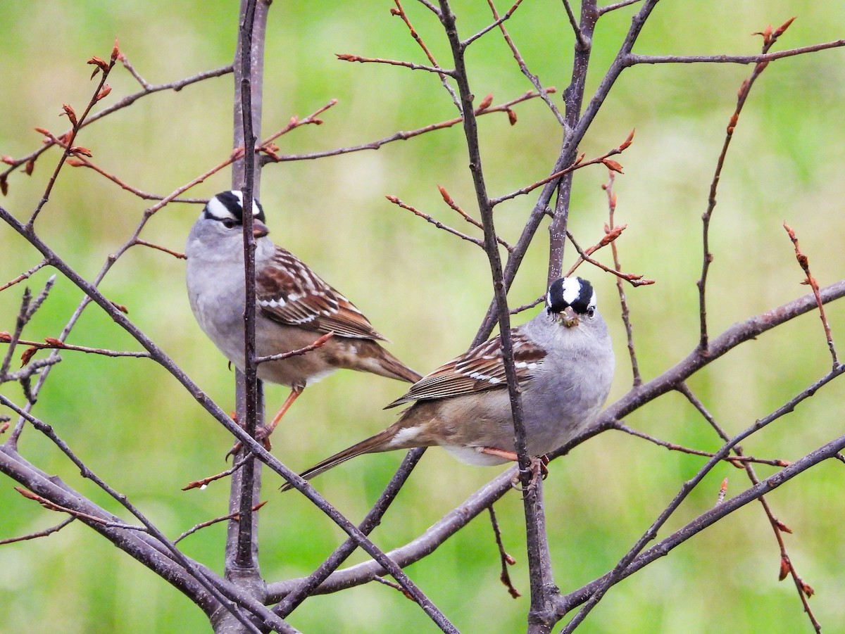 White-crowned Sparrow - ML618369197