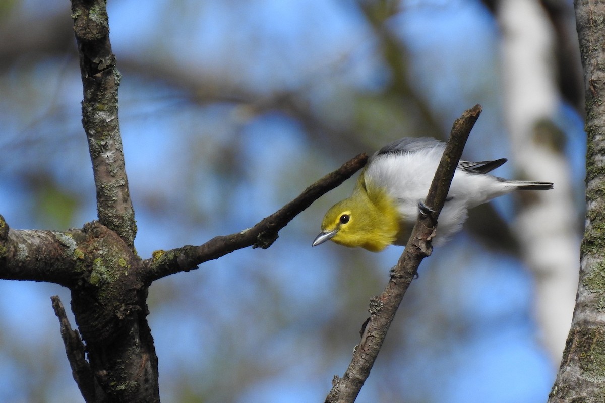 Gelbkehlvireo - ML618369199