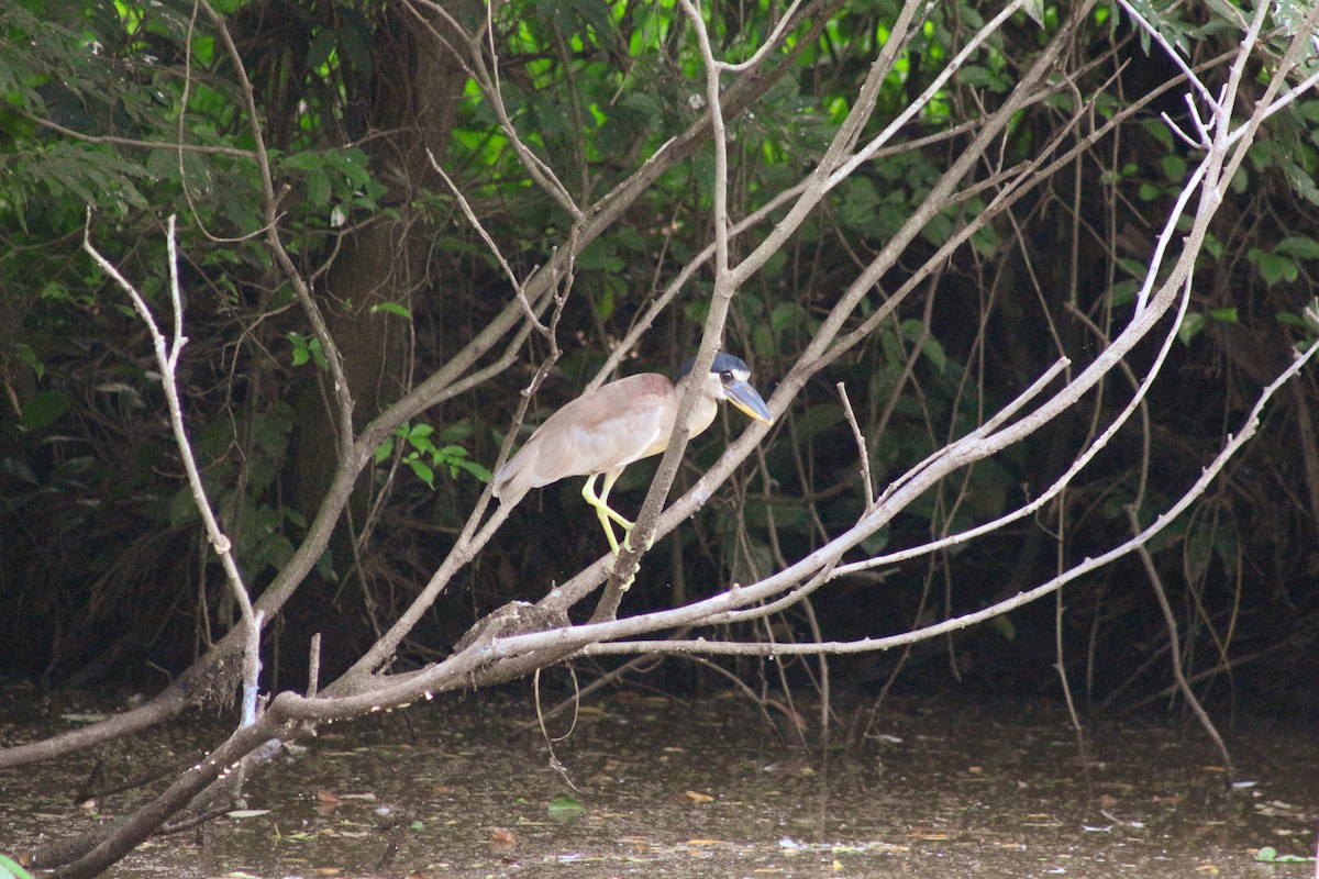 Black-crowned Night Heron - ML618369204