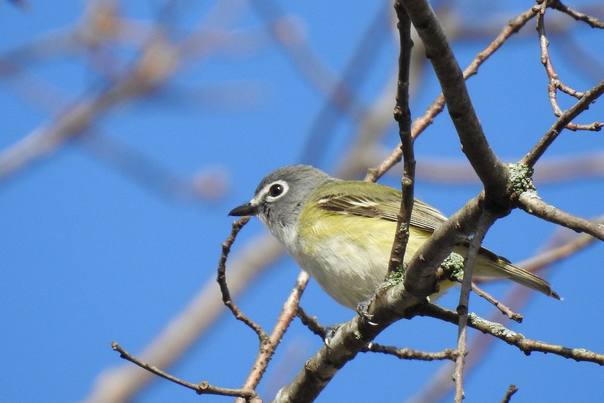 Mavi Başlı Vireo - ML618369210