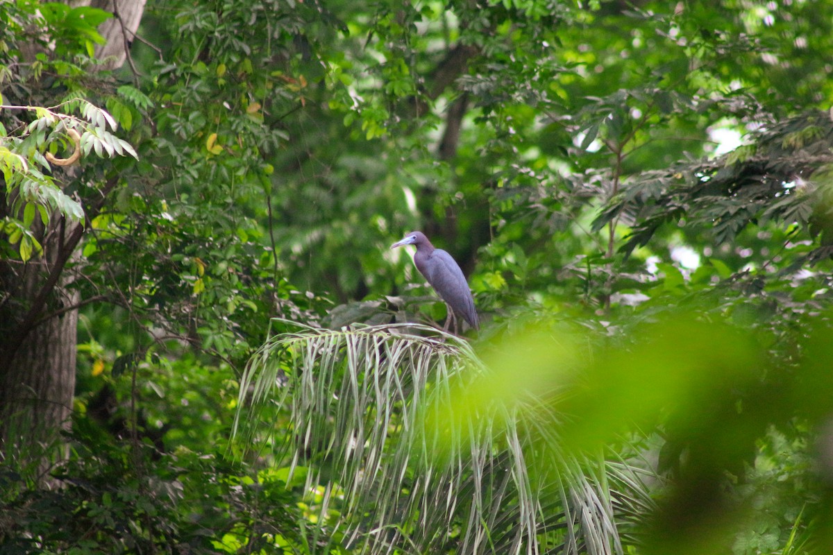 Little Blue Heron - ML618369223