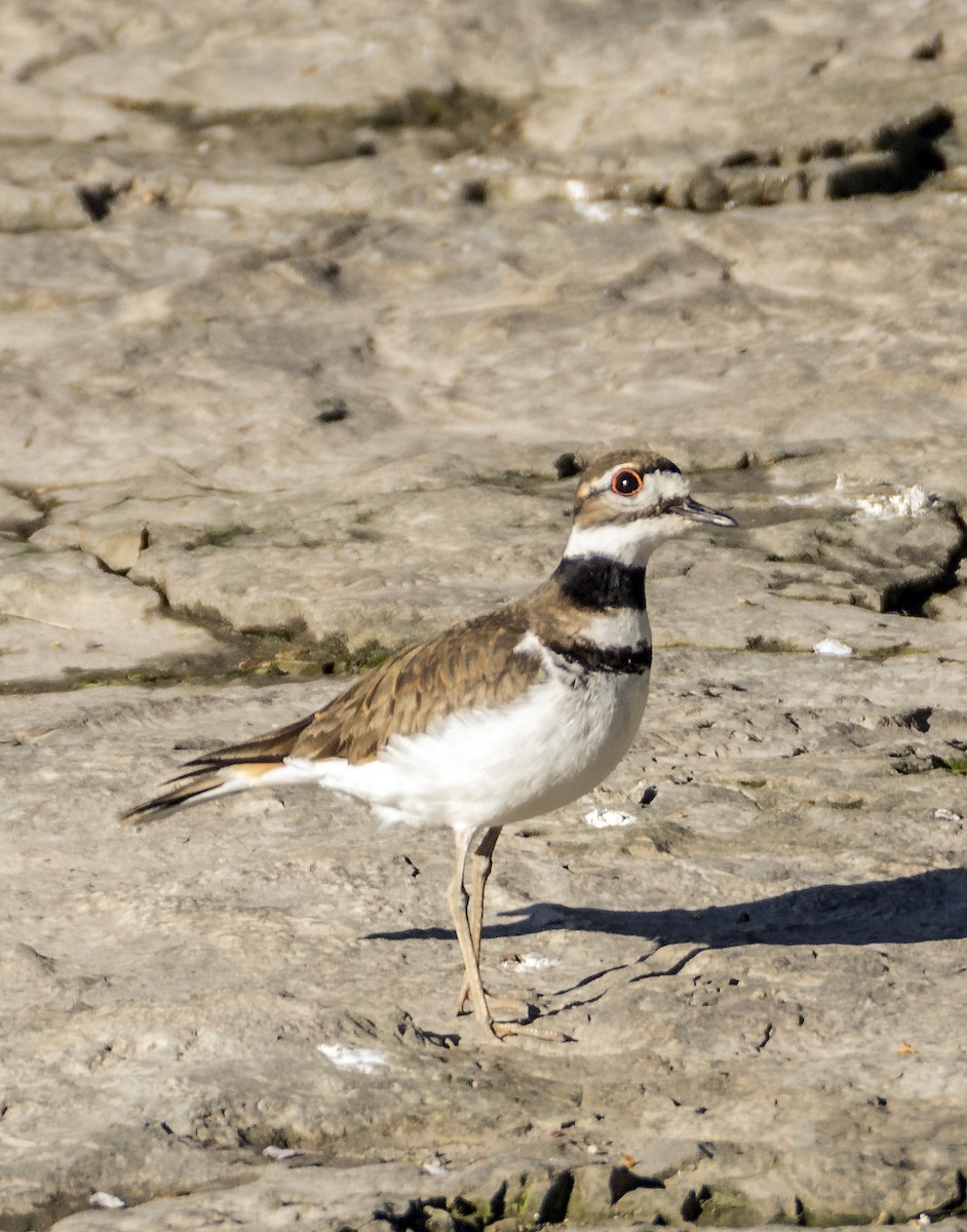 Killdeer - Ken  Czworka