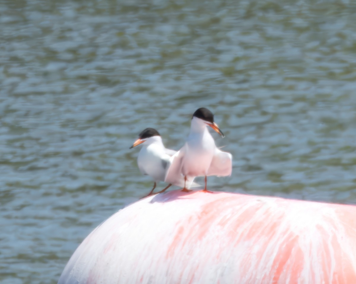 Forster's Tern - Merryl Edelstein