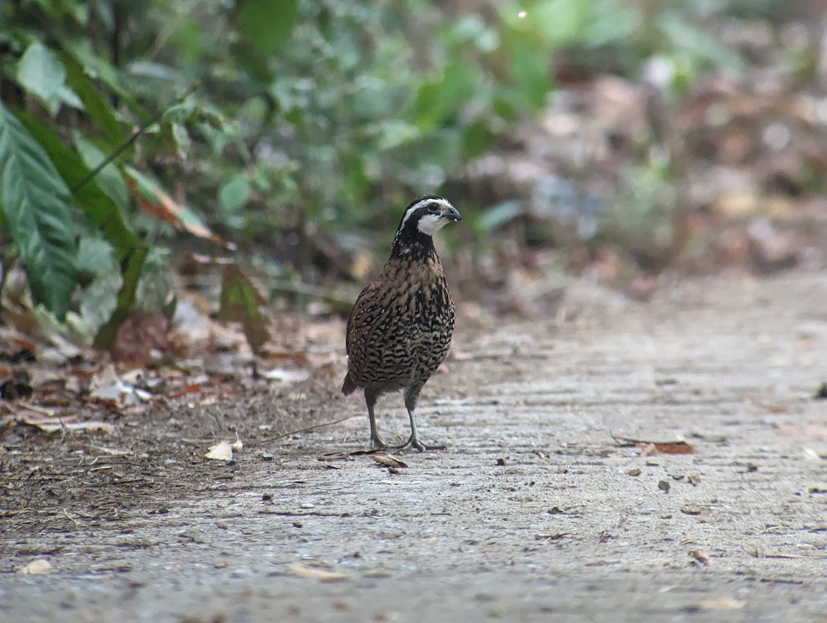 Northern Bobwhite - Carlos Gonzalez