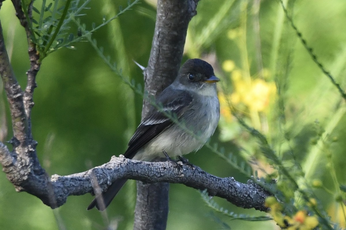 Eastern Wood-Pewee - ML618369259