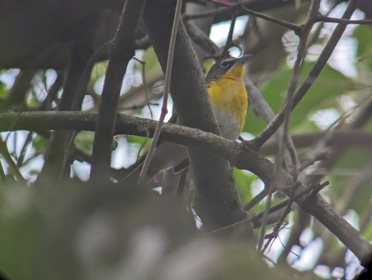 Yellow-breasted Chat - Carlos Gonzalez