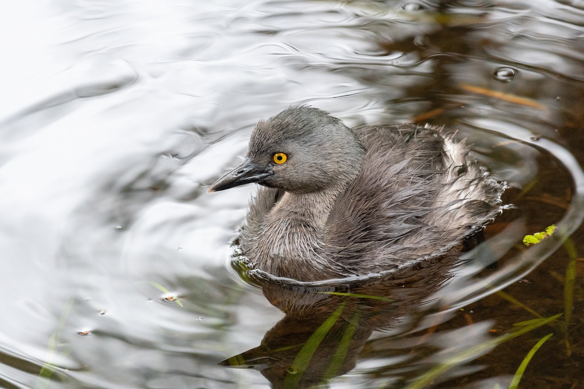 Least Grebe - ML618369274