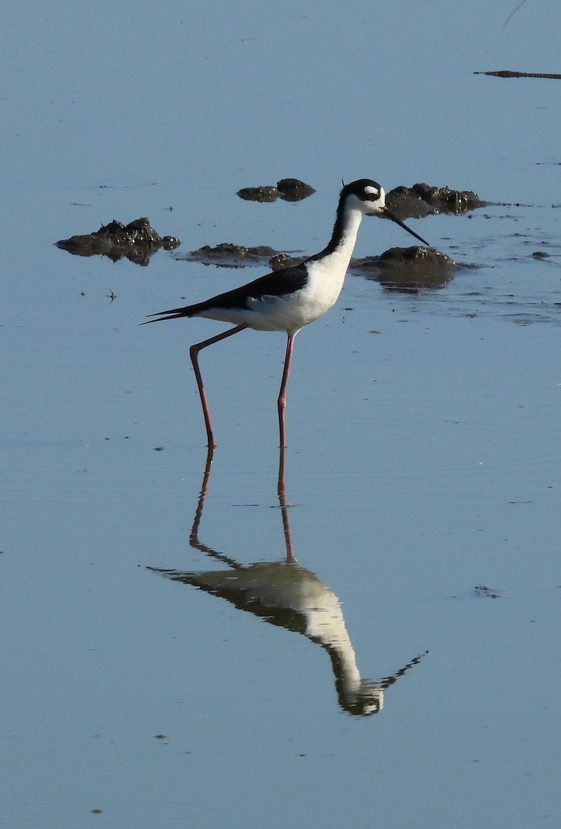 Black-necked Stilt - ML618369314