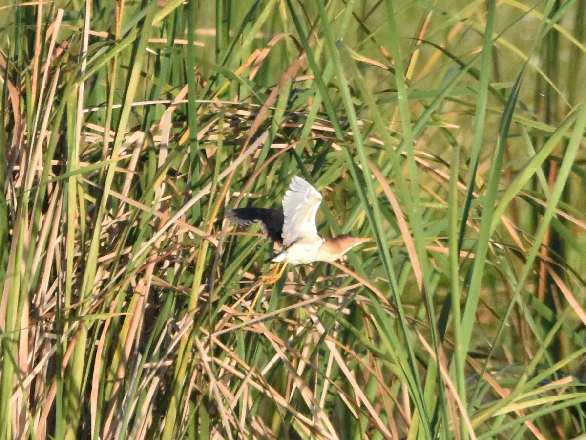 Least Bittern - Brian Vigorito