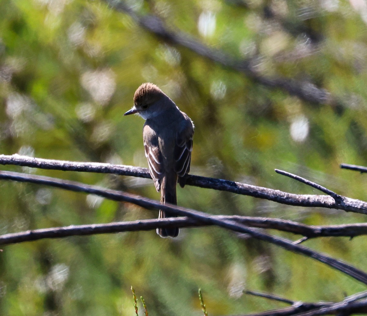 Ash-throated Flycatcher - ML618369399