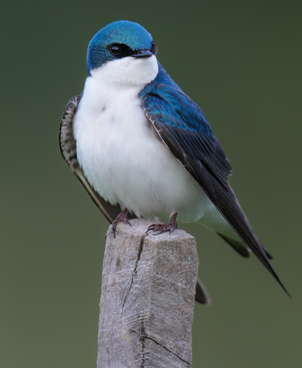 Tree Swallow - ML618369402