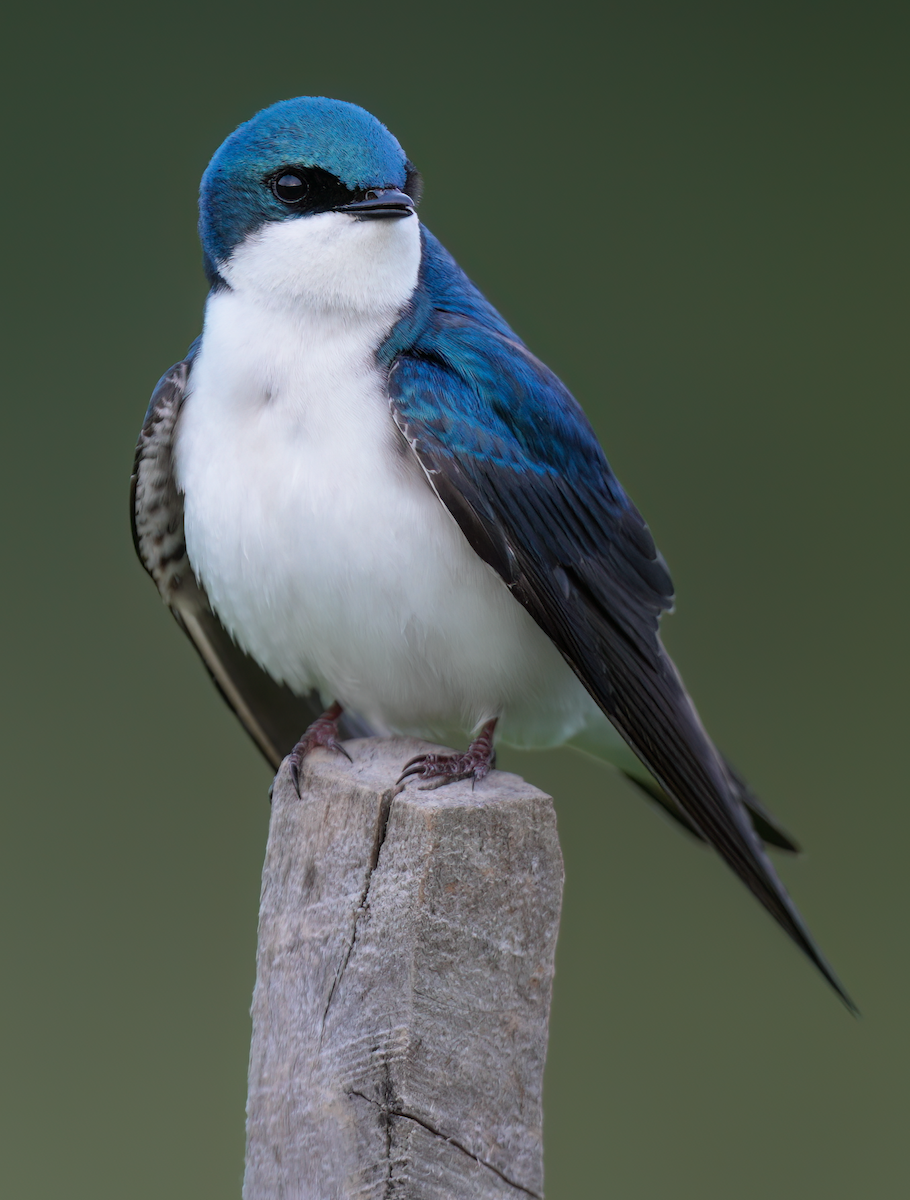 Tree Swallow - Zachary Vaughan