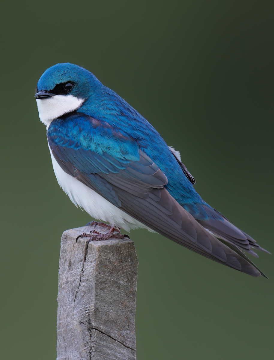 Tree Swallow - ML618369404