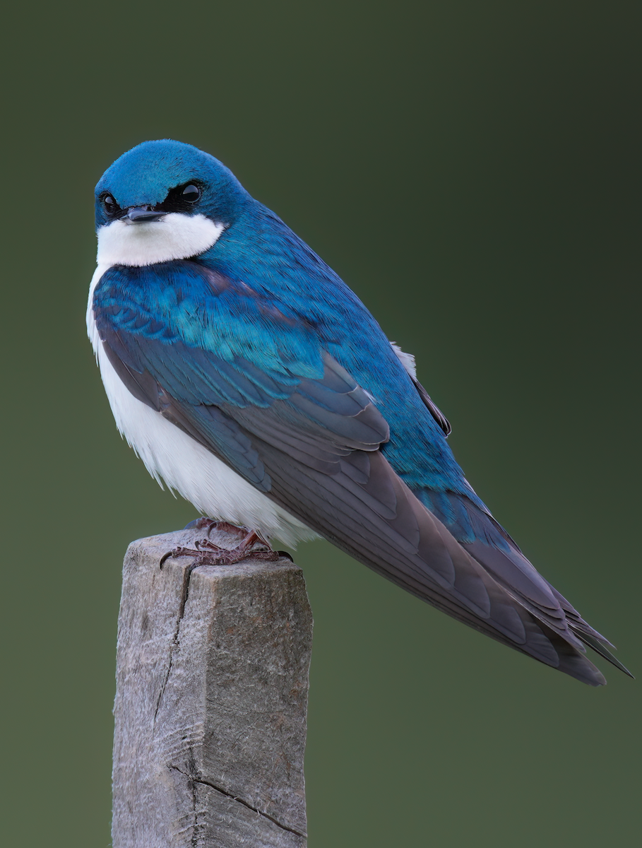 Tree Swallow - ML618369405