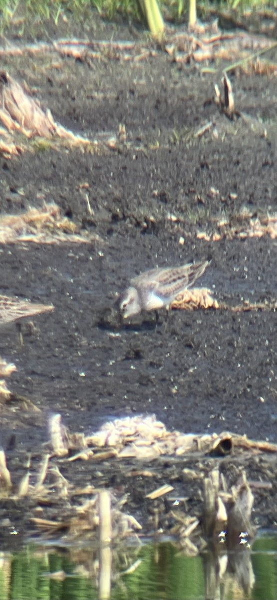 White-rumped Sandpiper - Ethan Landreville