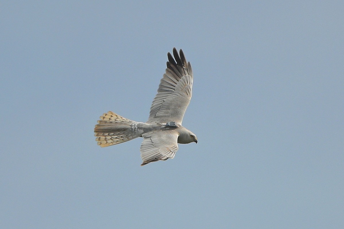 Mirotz lepazuria - ML618369438