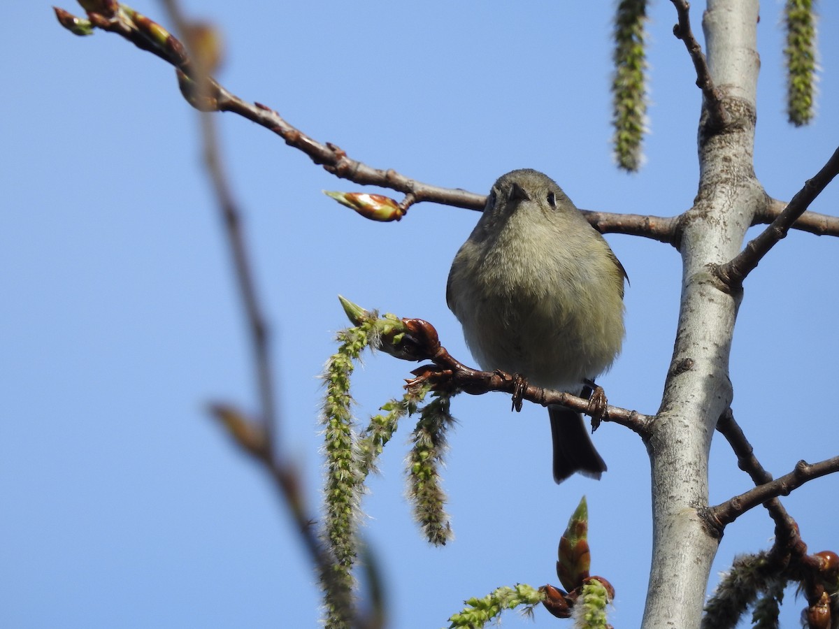 Ruby-crowned Kinglet - ML618369449