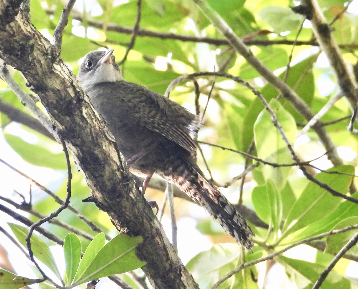 Zapata Wren - Susan Fleck