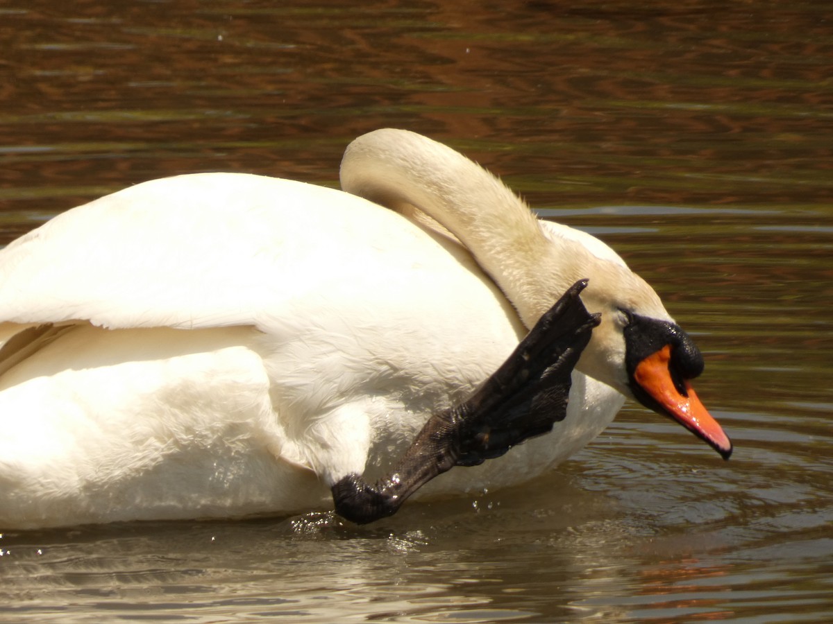 Mute Swan - ML618369468