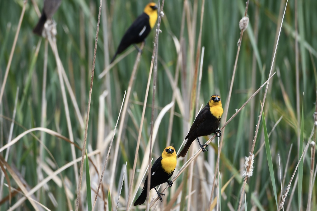 Yellow-headed Blackbird - ML618369469